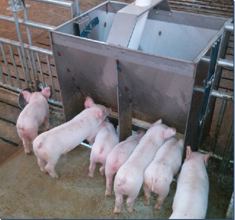 Agriculture Farming Livestock - Stainless Steel Double Side Feeder Trough