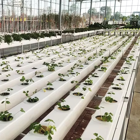 Commercial Hydroponics Plant S - Hydroponic Nft Channel 评论和价格