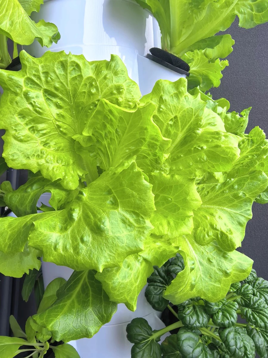 New Commercial Aeroponic Hydro - Hydroponic Nft Channel 评论和价格