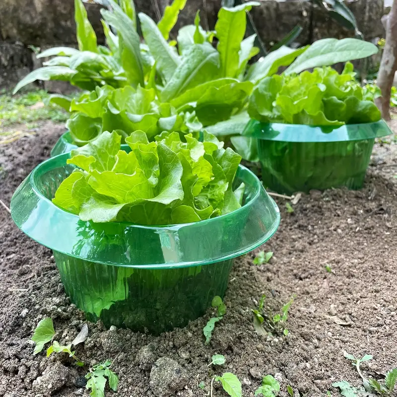 Plants Slug Protection Rings V - Vegetable Transplanter 评论和价格