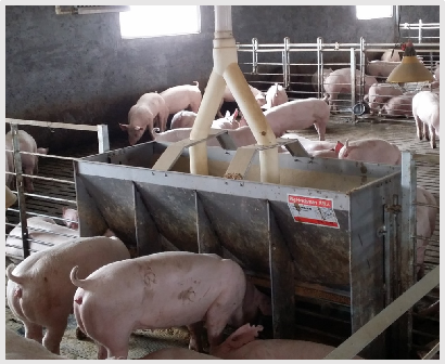 Stainless Steel Double Side Fe - Agriculture Farming Livestock 评论和价格